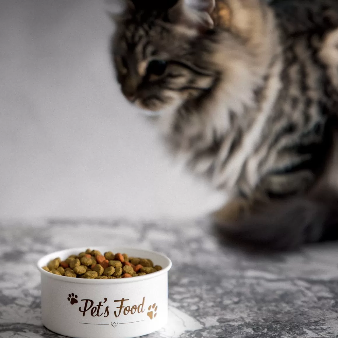 HOMLA Ciotola Dingo per Alimentazione Animale - Design Ergonomico Antiscivolo, 500 ml - Soluzione Pratica per Cani e Gatti
